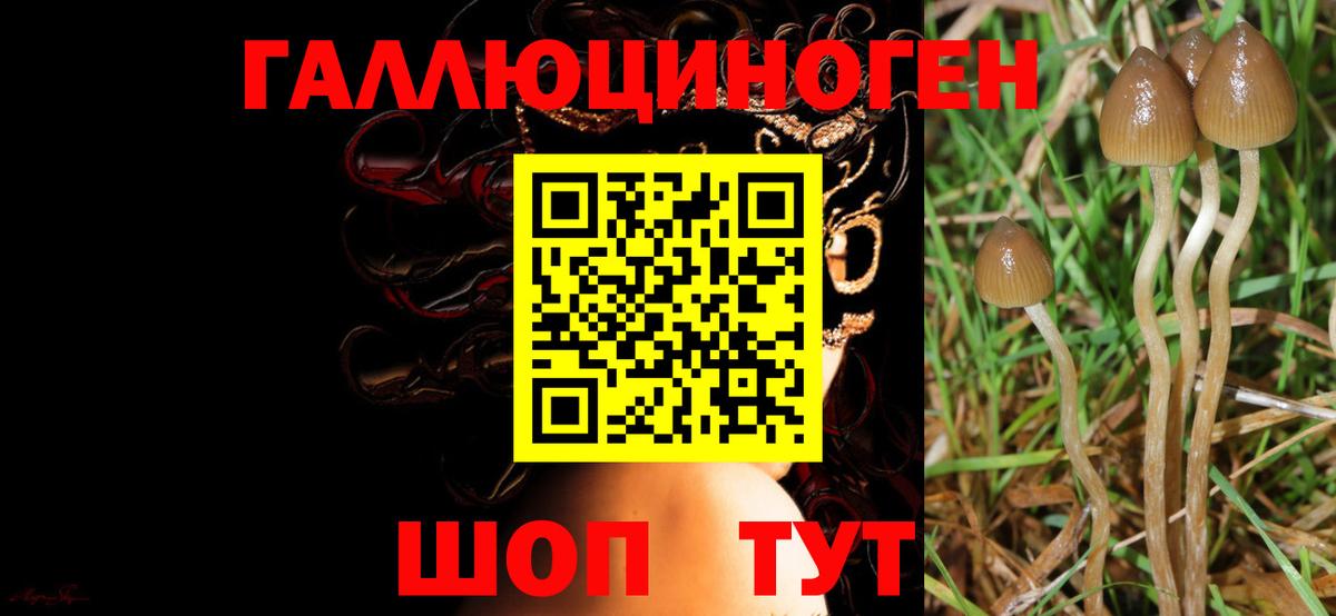купить наркотики цена  Галлюциногенные грибы GOLDEN TEACHER  Вход с VPN  Котельники 
